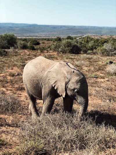 Quels sont les 20 pays les plus pauvres d'Afrique ?